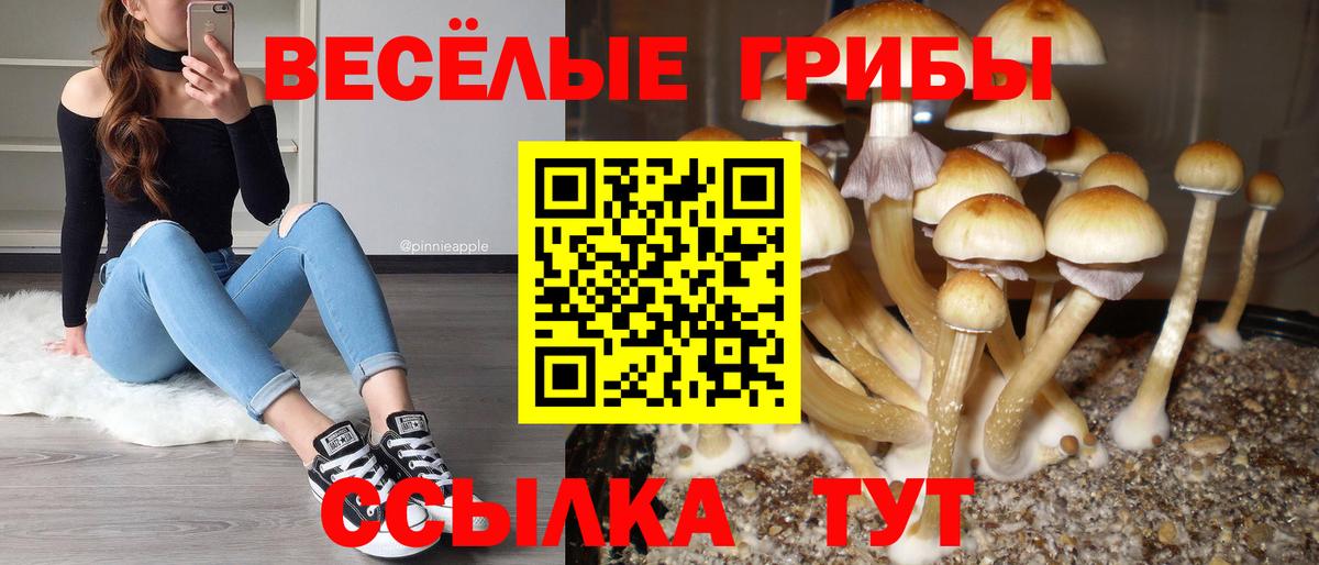 Псилоцибиновые грибы MAGIC MUSHROOMS  Вход с VPN  Дивногорск  Галлюциногенные грибы Cubensis 